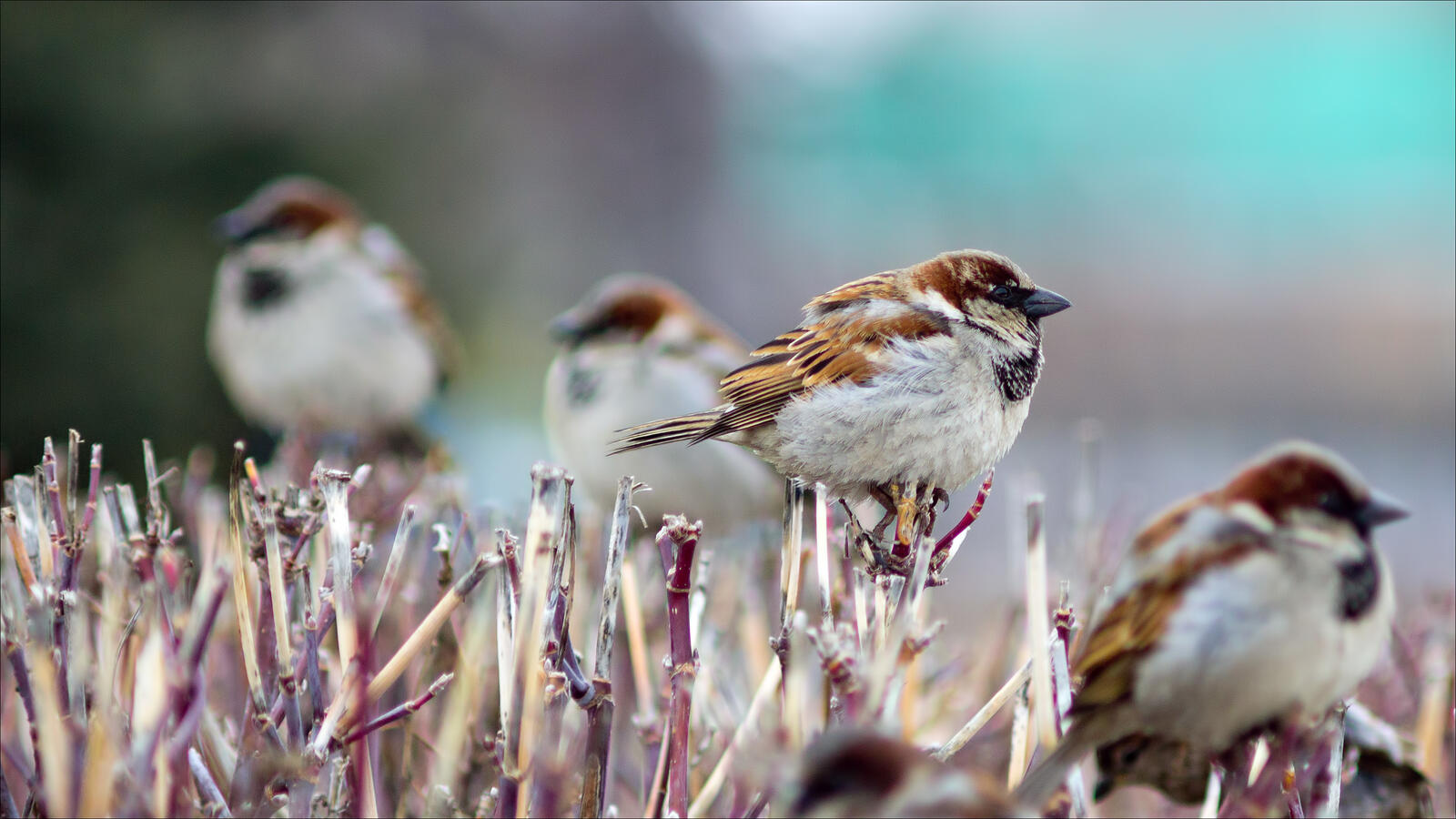 Wallpapers sparrows branch birds on the desktop