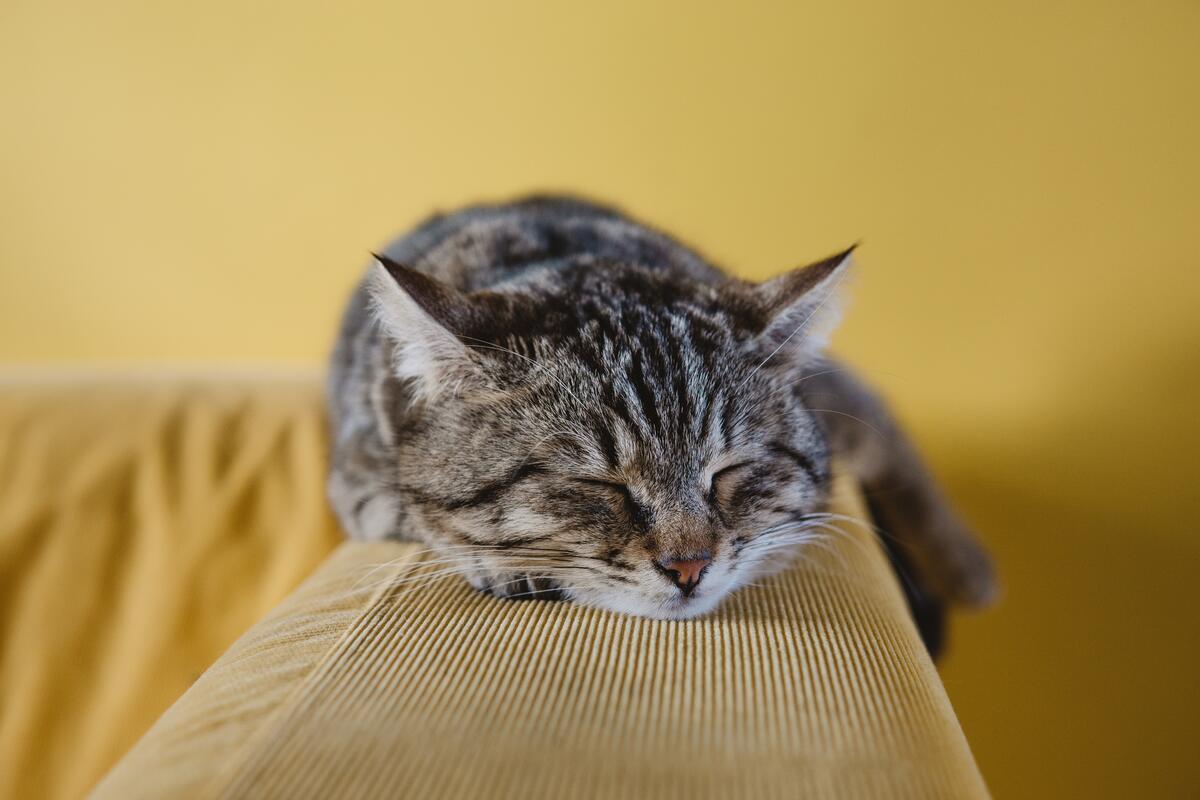 Спящая домашняя кошка