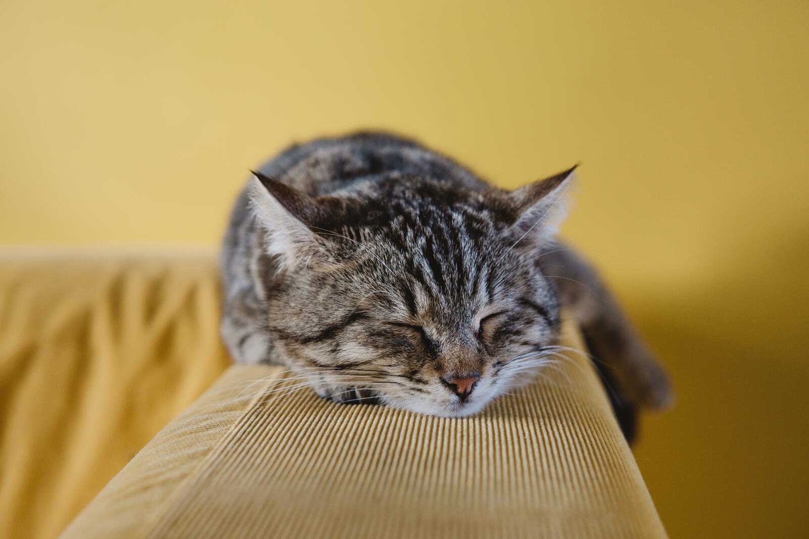 Free photo Sleeping domestic cat