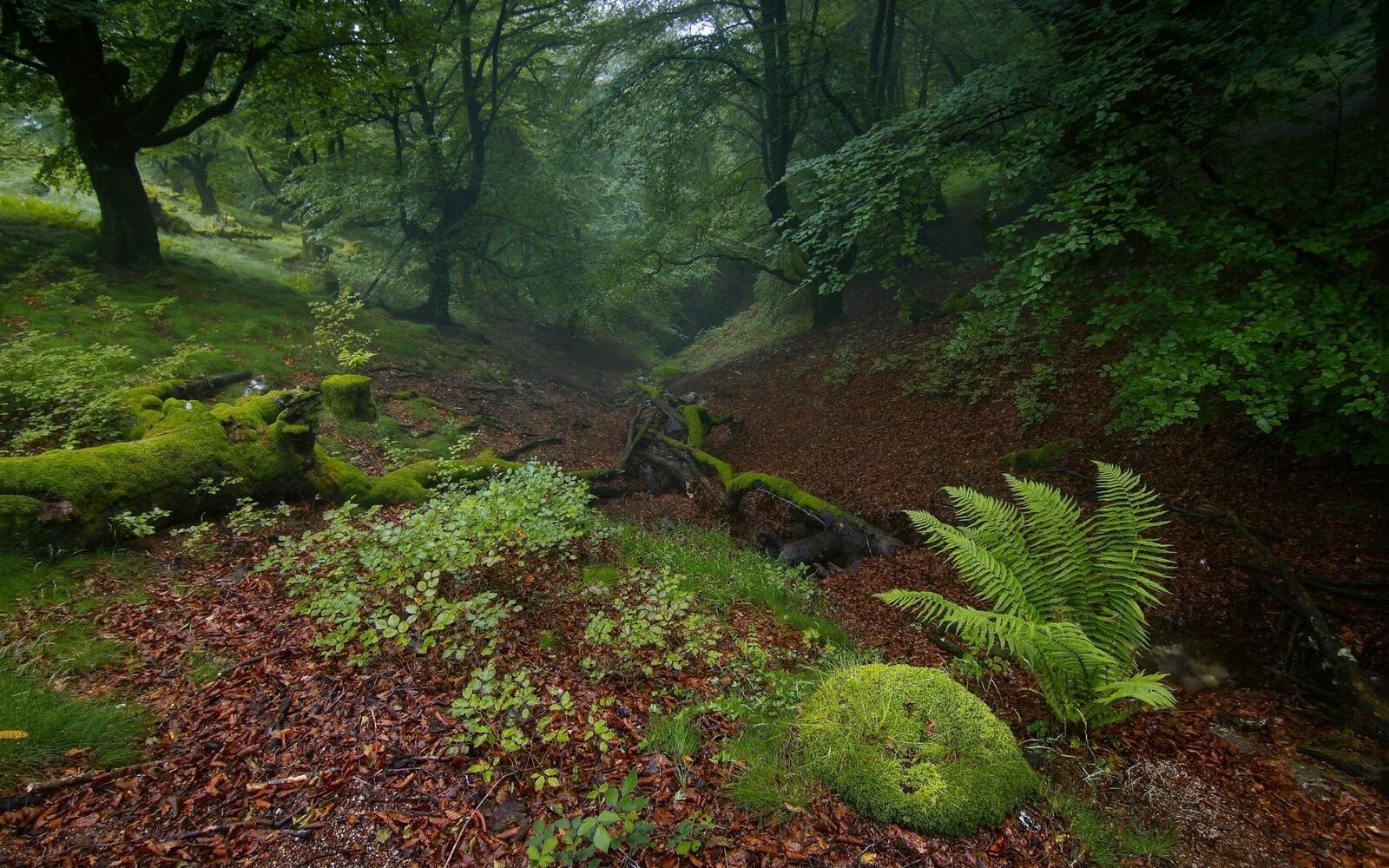 Бесплатное фото Старый темный лес с туманом в пасмурную погоду