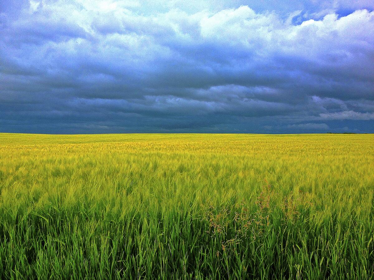 Rain clouds gather over a large yellow field