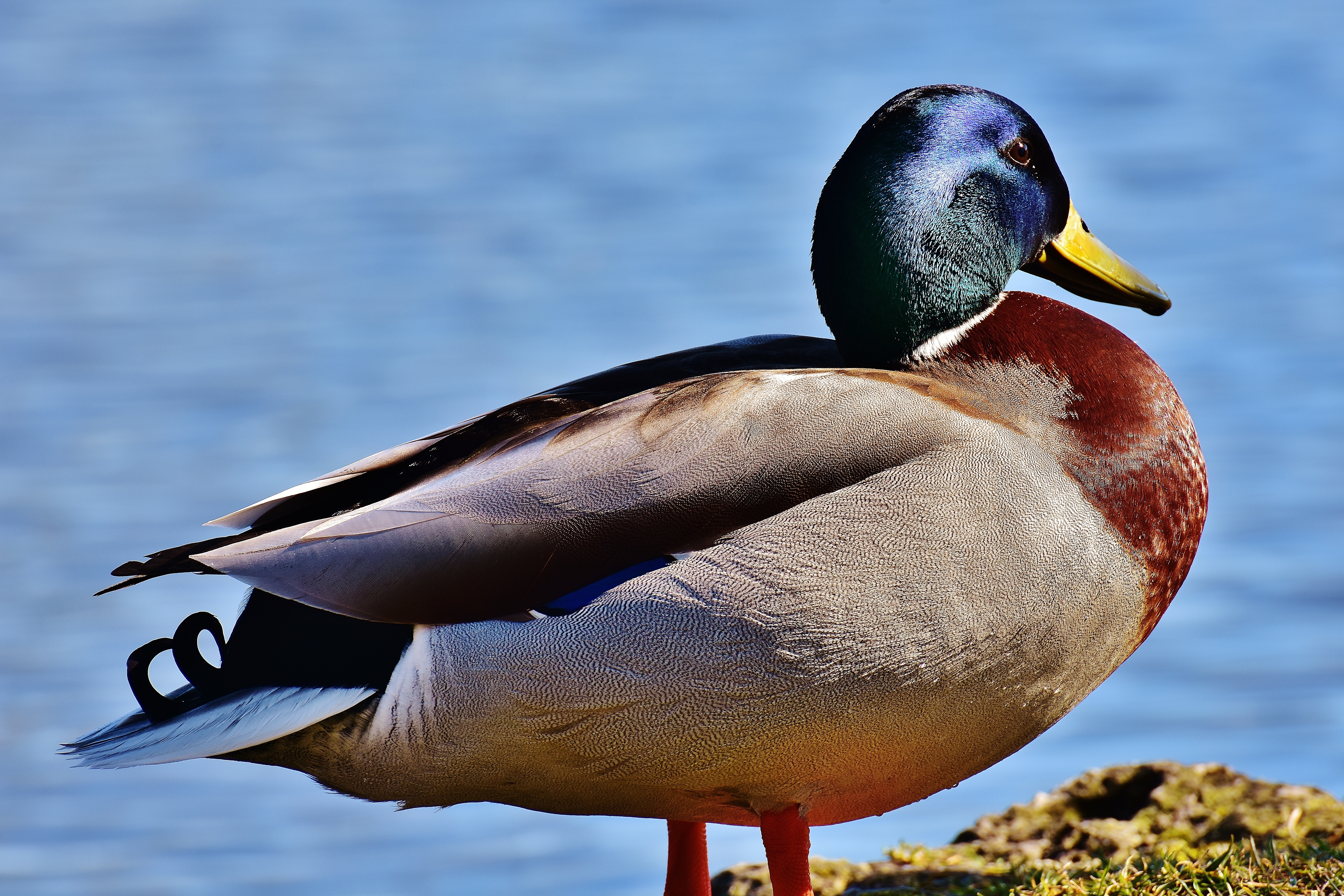 免费照片一只雄性鸭子在阳光下的河岸上晒太阳