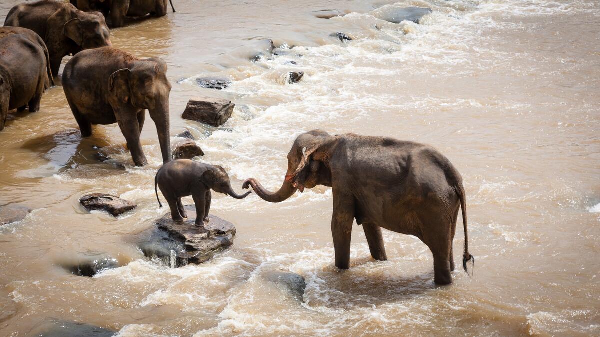 Elephants on a river with a strong current