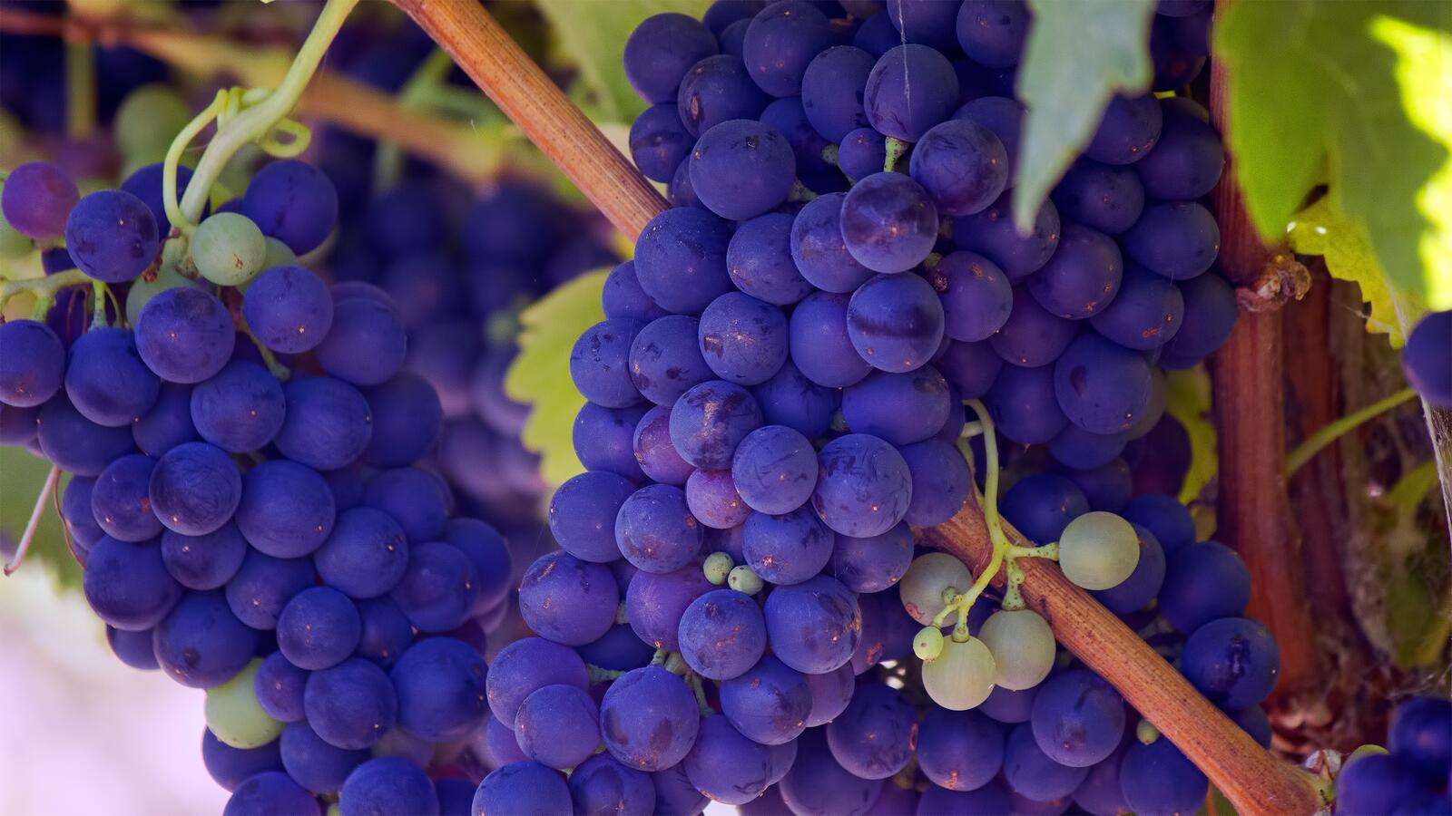 Бесплатное фото Куст с гроздьями растущего винограда