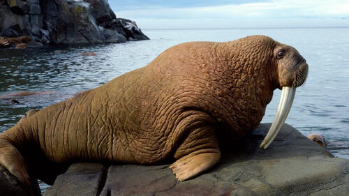 Морж лежит на камне на берегу моря