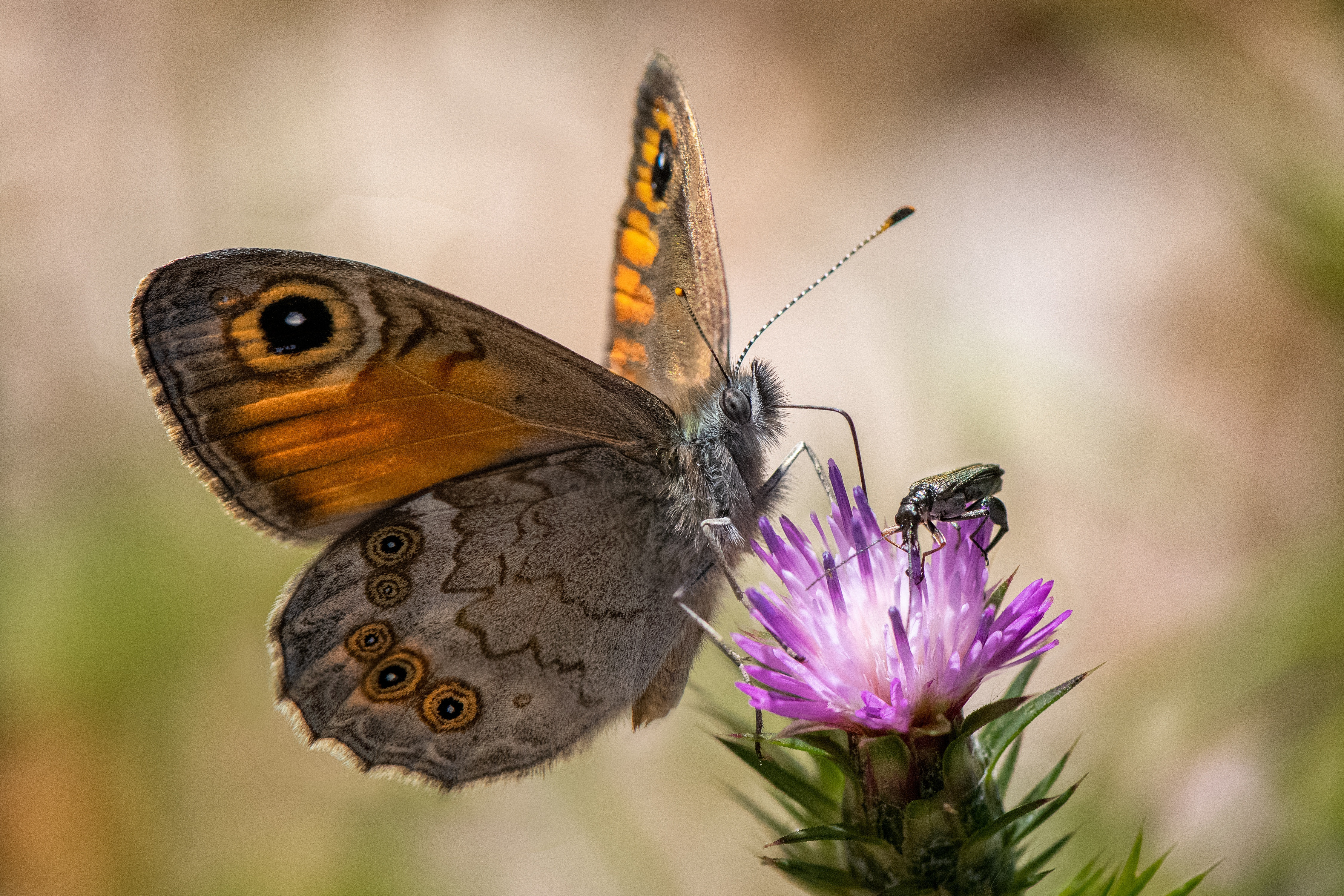 Бесплатное фото Бабочка вместе с жуком сидят на цветке