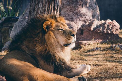 Сколько живут львы в дикой. Лев. Лев фото. Красивый Лев. Африканский Лев.