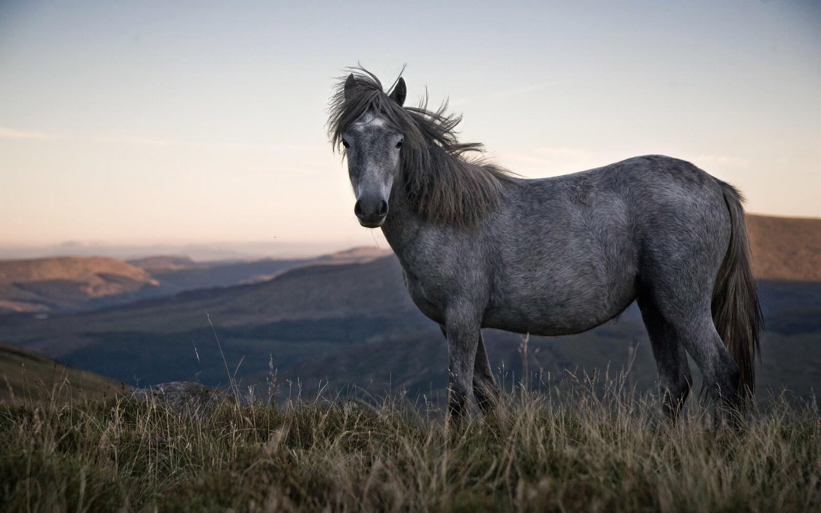 Free photo A beautiful gray horse stands against the backdrop of the vast expanses of the Earth