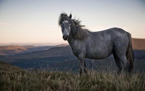 Красивый серый конь стоит на фоне бескрайних просторов Земли