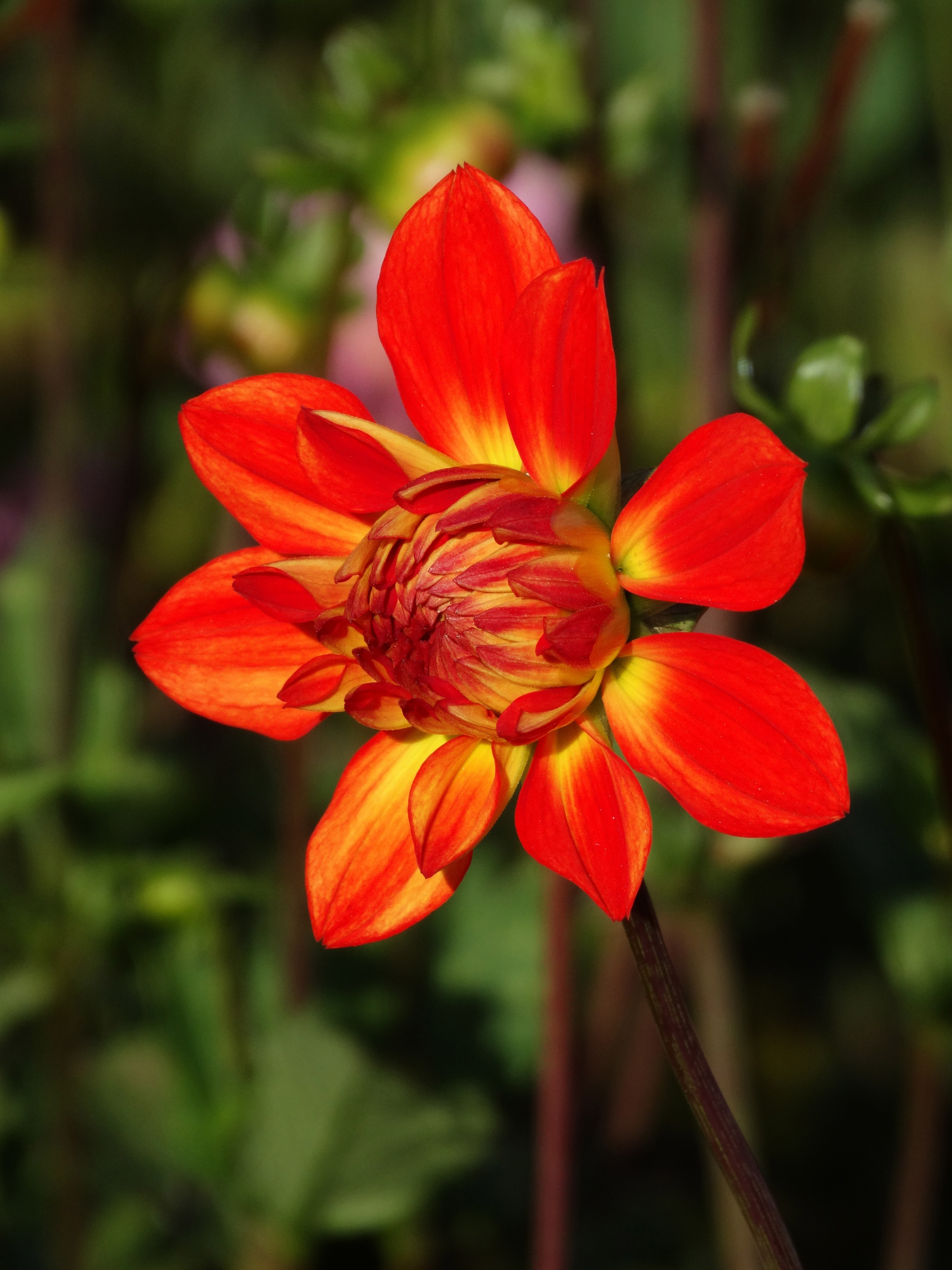 Бесплатное фото Красочный красный цветок георгины