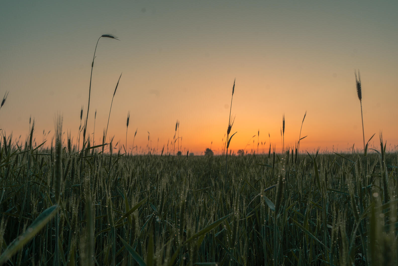 Бесплатное фото Утреннее трава с росой при восходе солнца