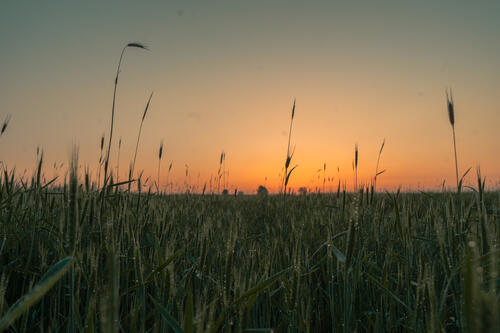 Утреннее трава с росой при восходе солнца