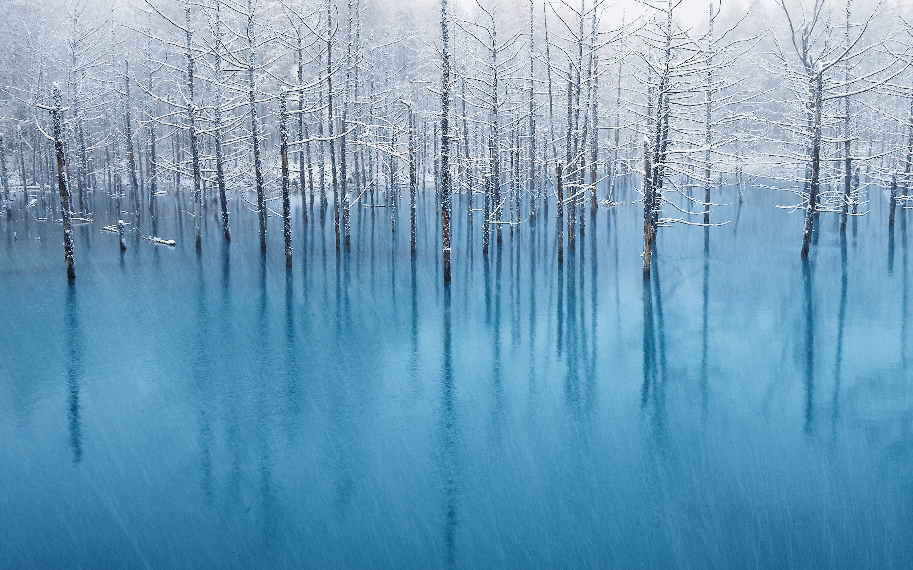 冰水中长出森林