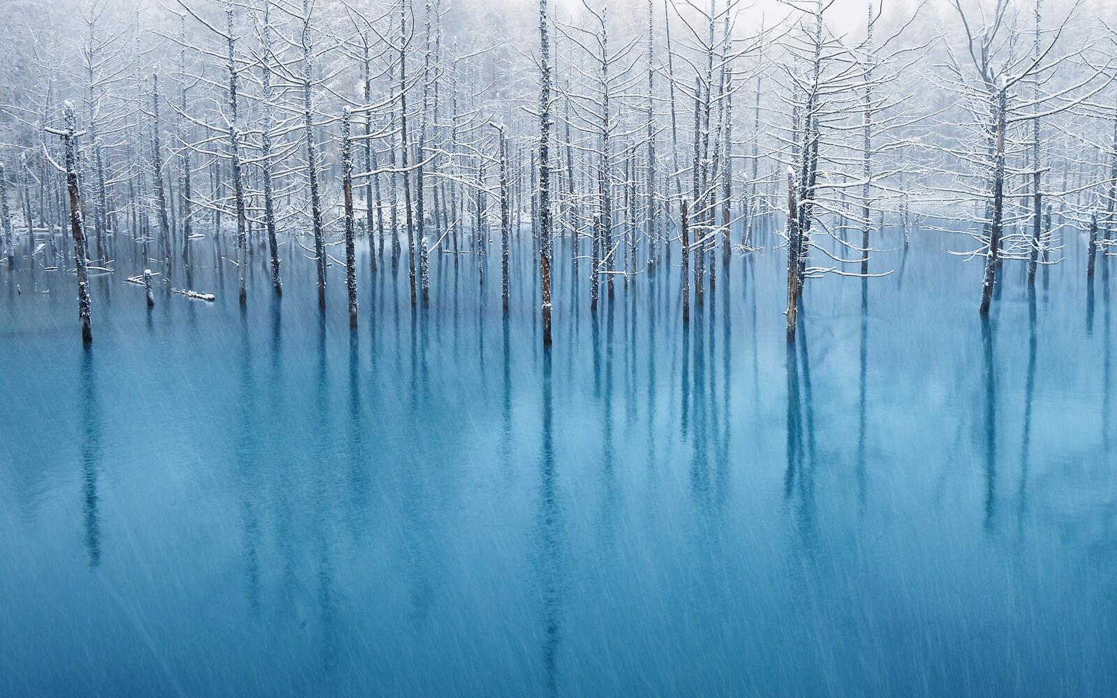 Free photo A forest grows out of icy water