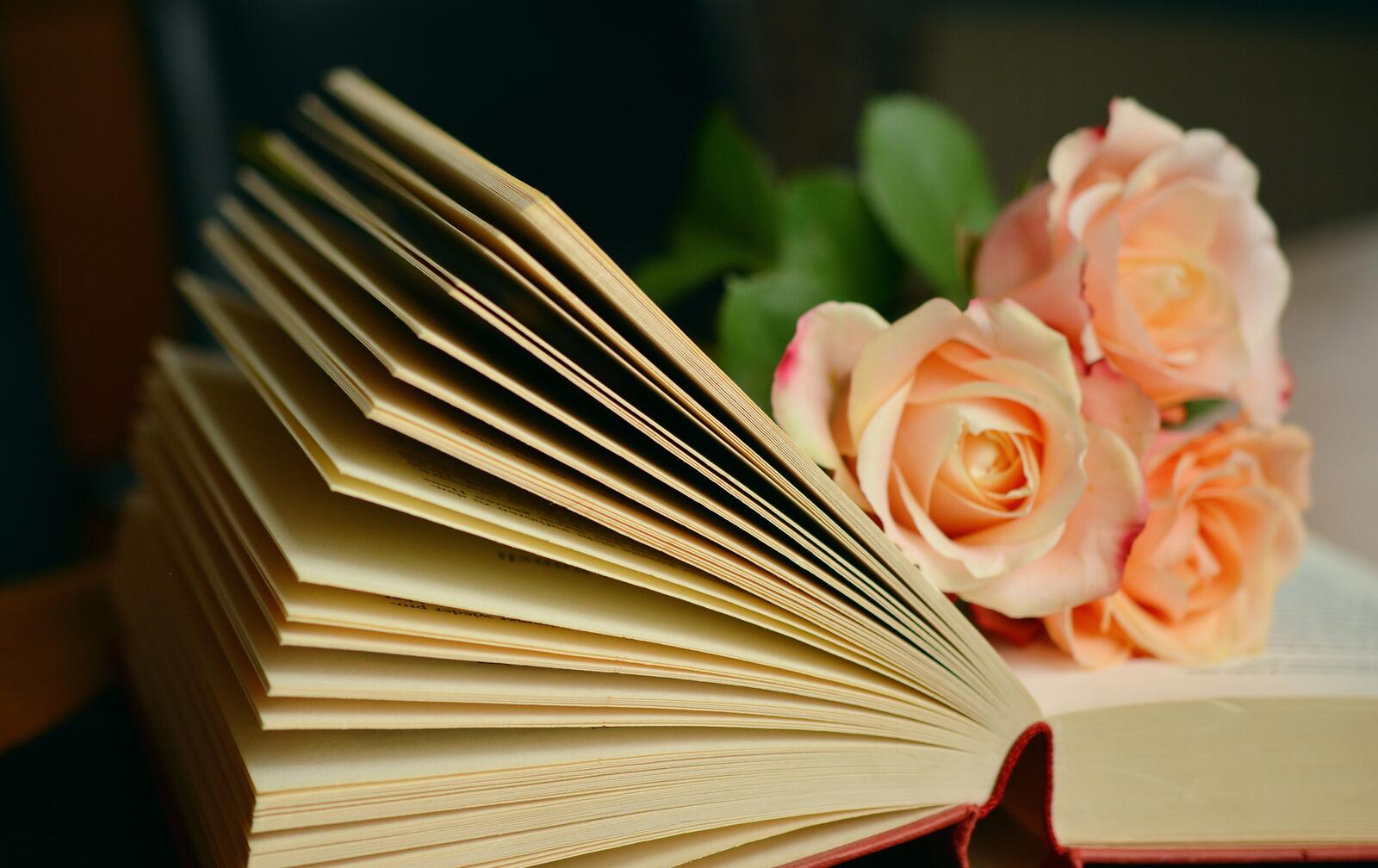 Обои книга прочитать цветок на рабочий стол