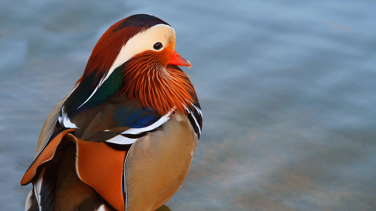 Duck with beautiful bright plumage of different colors