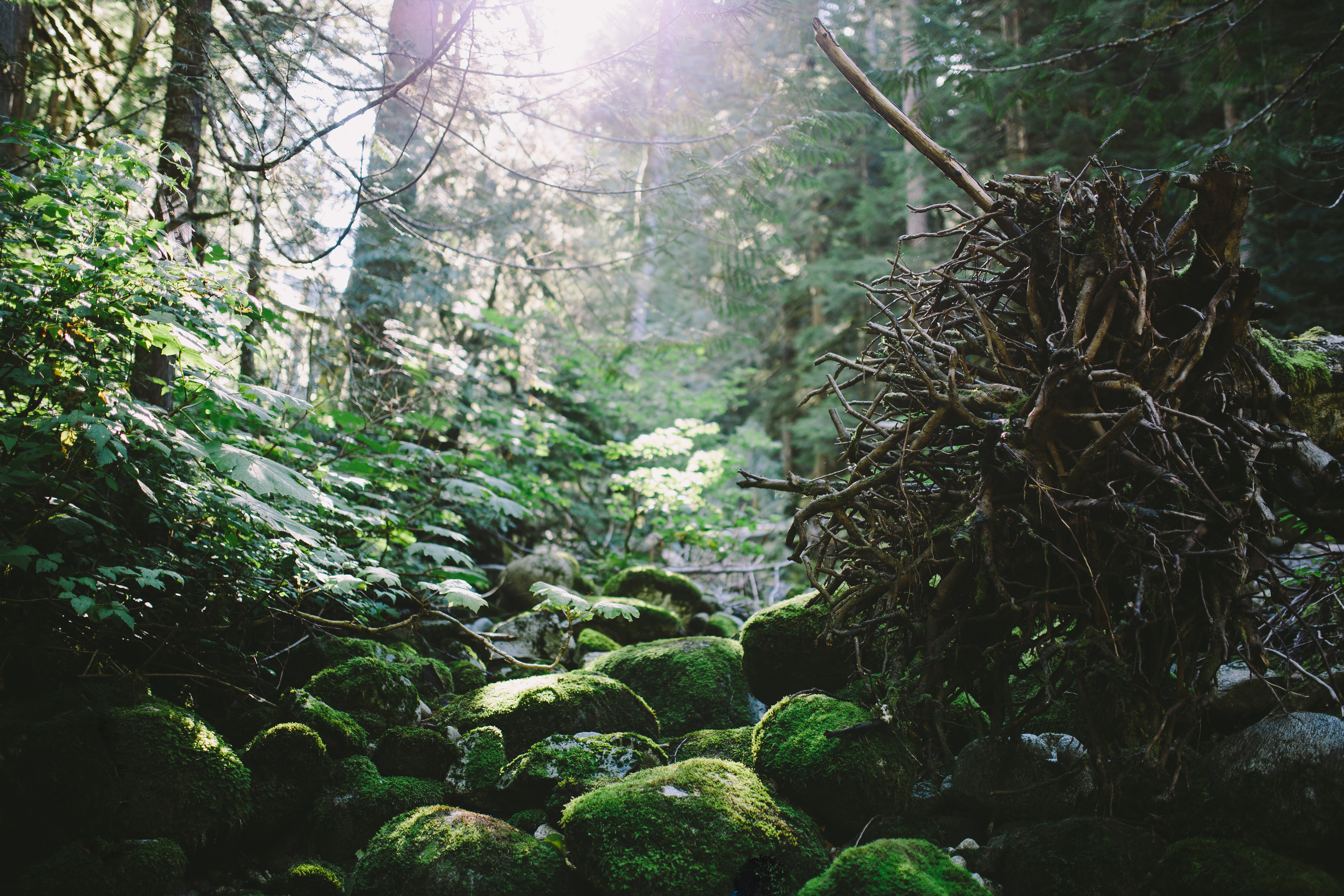 Rocks covered with moss in the forest