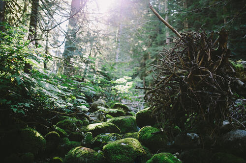 Камни покрытые мхом в лесу