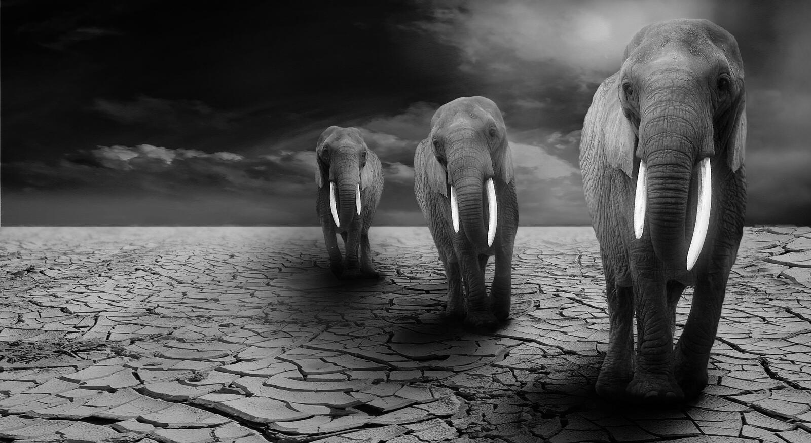 Бесплатное фото Семья слонов идет по высохшей растрескавшейся почве
