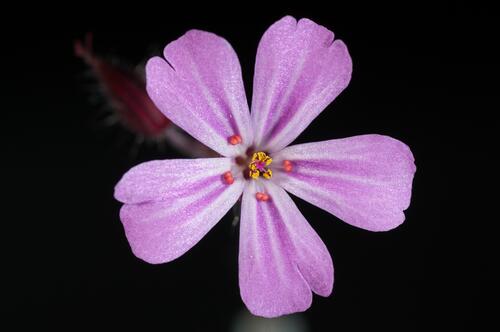 A close-up of the pink flower