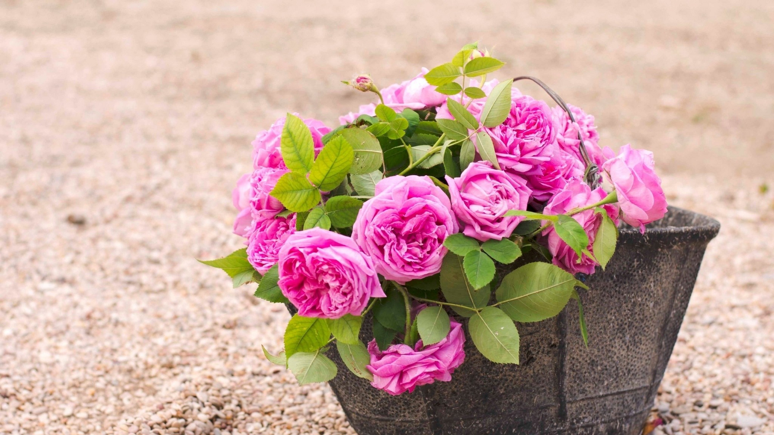 Бесплатное фото Корзинка с розовыми цветами