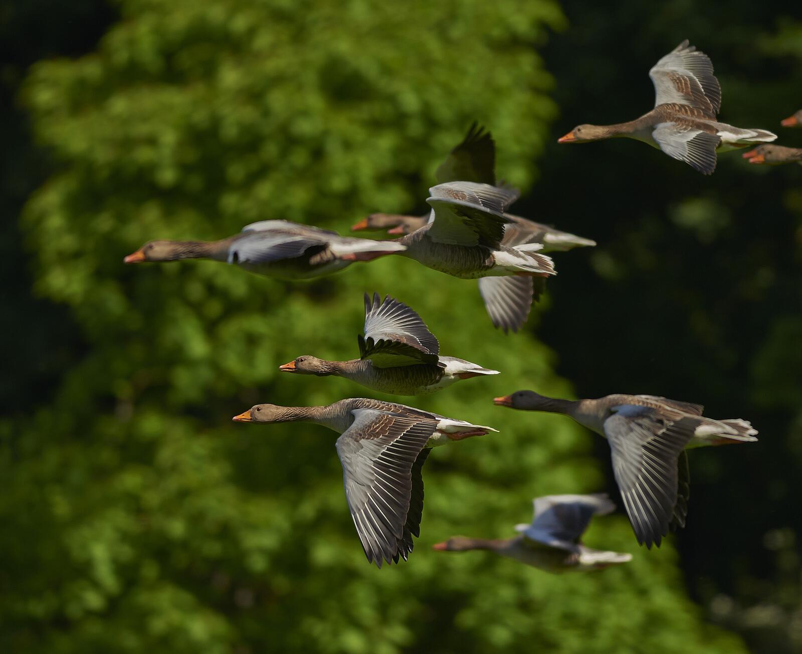 Бесплатное фото Стая канадских гусей