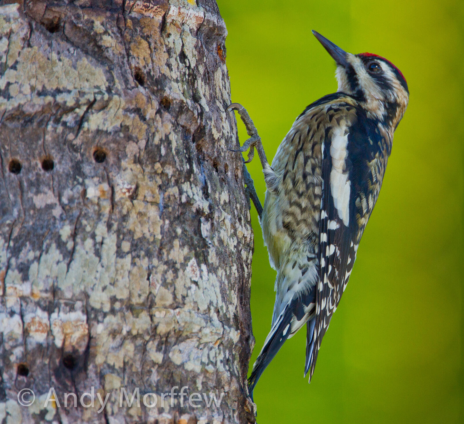 Free photo A woodpecker bird looking for bugs in a tree