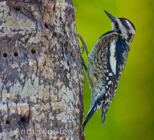 A woodpecker bird looking for bugs in a tree