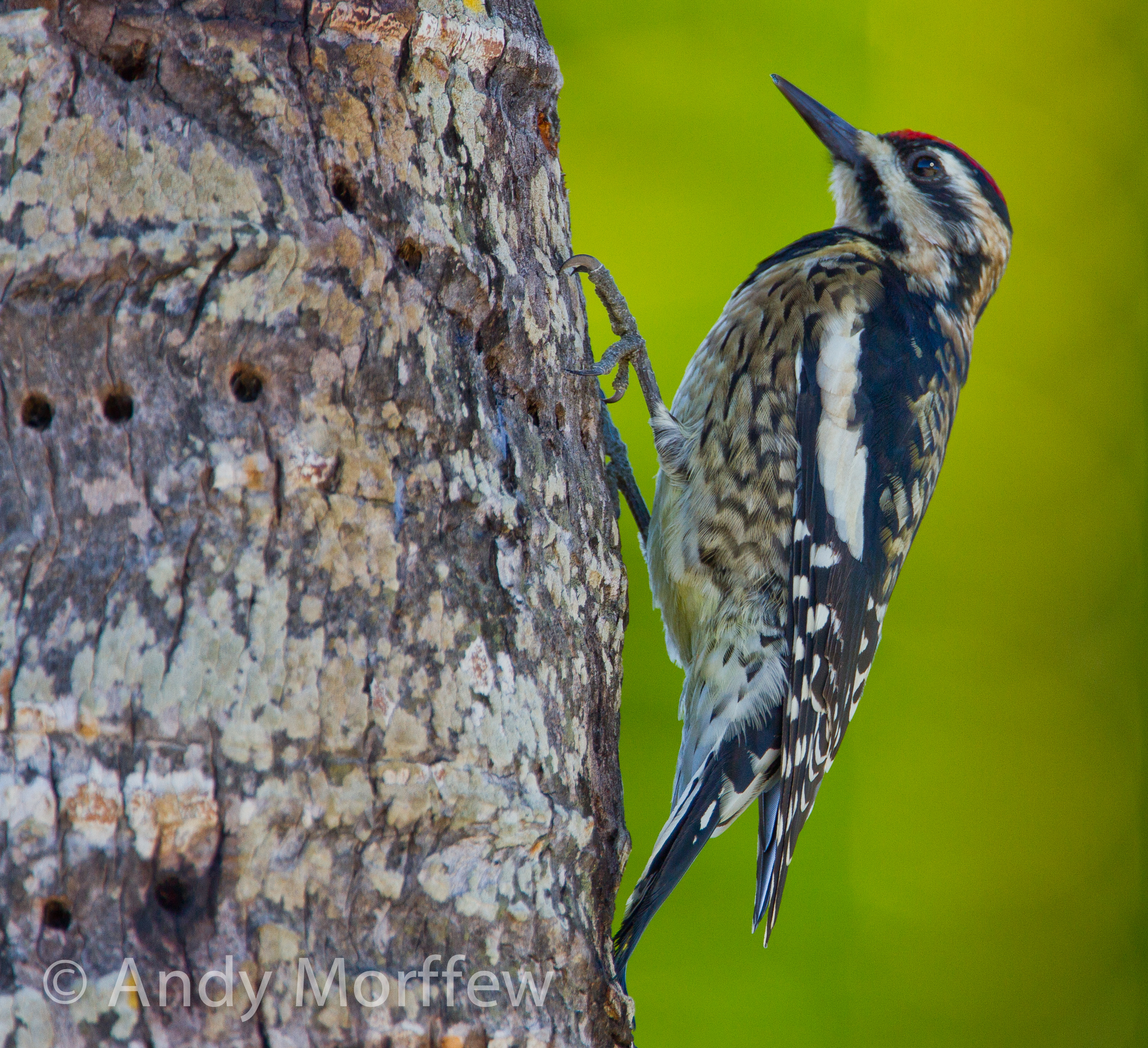 Free photo A woodpecker bird looking for bugs in a tree