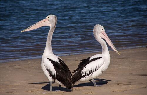 Два пеликана гуляют по песчаному пляжу