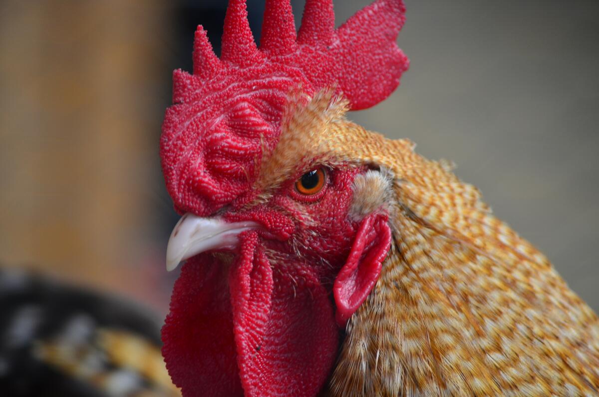 A close-up of a rooster`s head