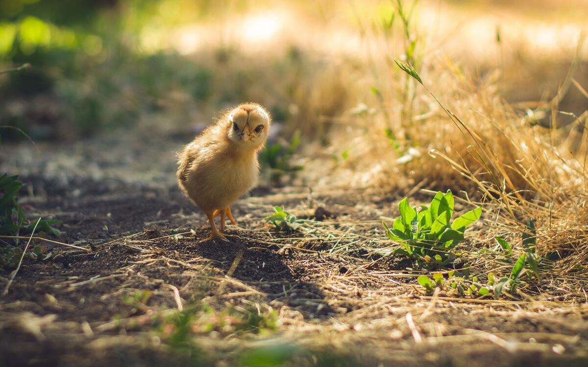 Маленький цыпленок гуляет под солнечными лучами