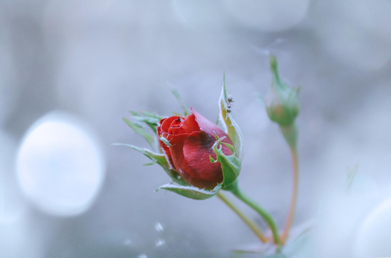 Бесплатное фото Распускающаяся роза