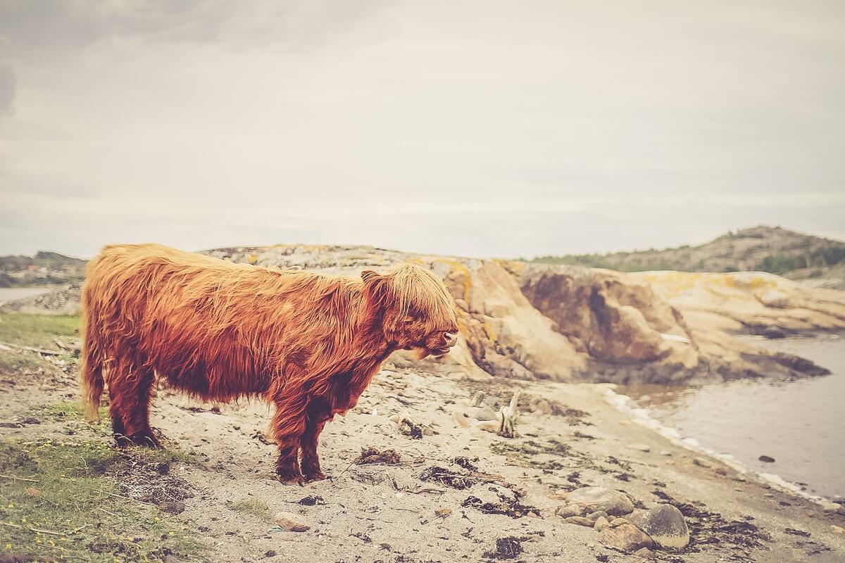 Волосатый рыжий бизон стоит на берегу озера