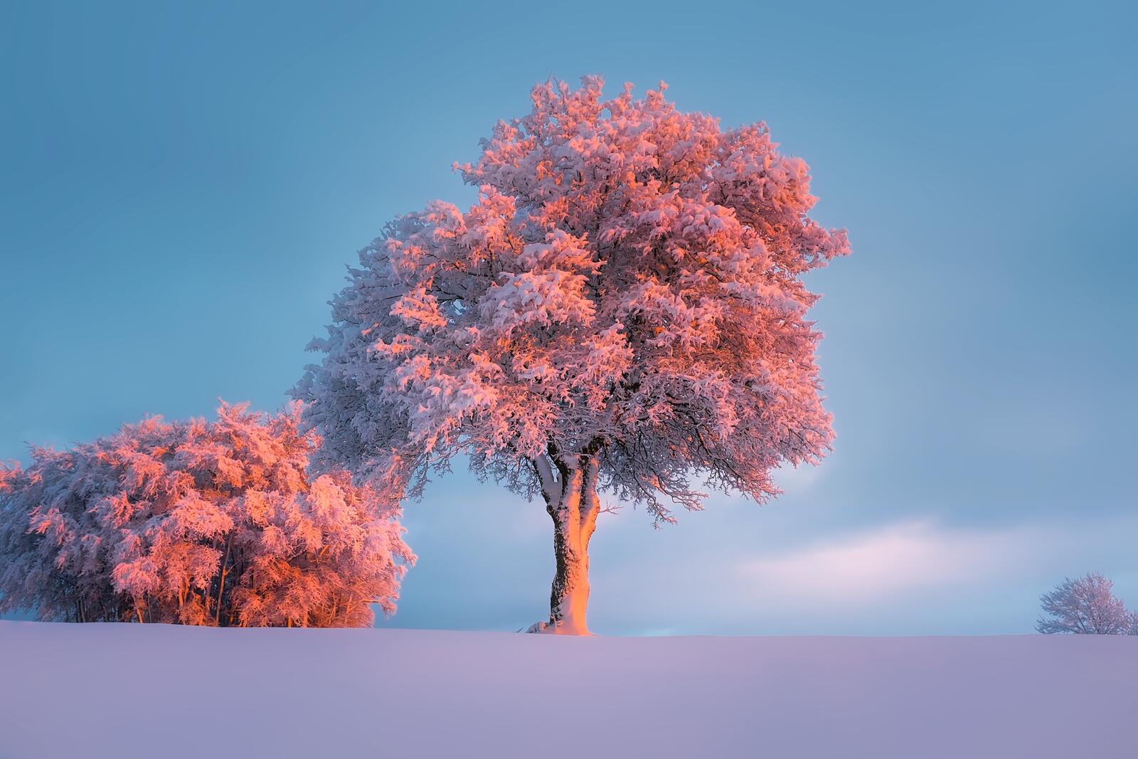 Бесплатное фото Снежное поле с деревьями