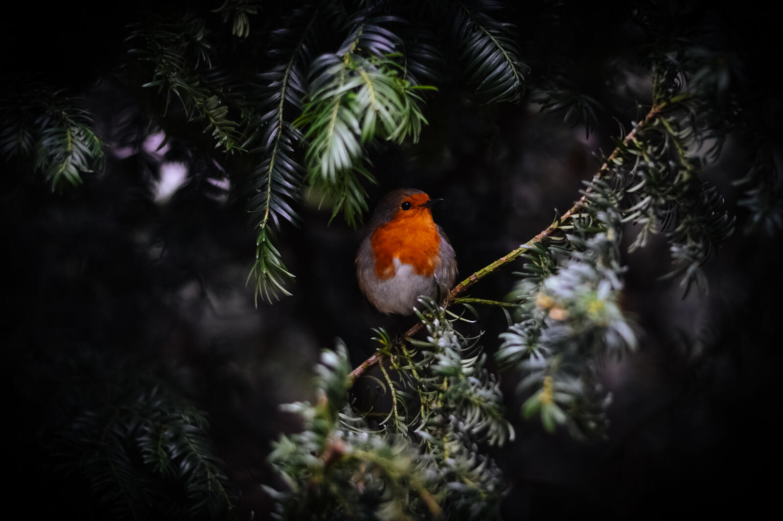 Бесплатное фото Птичка с оранжевой грудкой называется мухоловка старого света