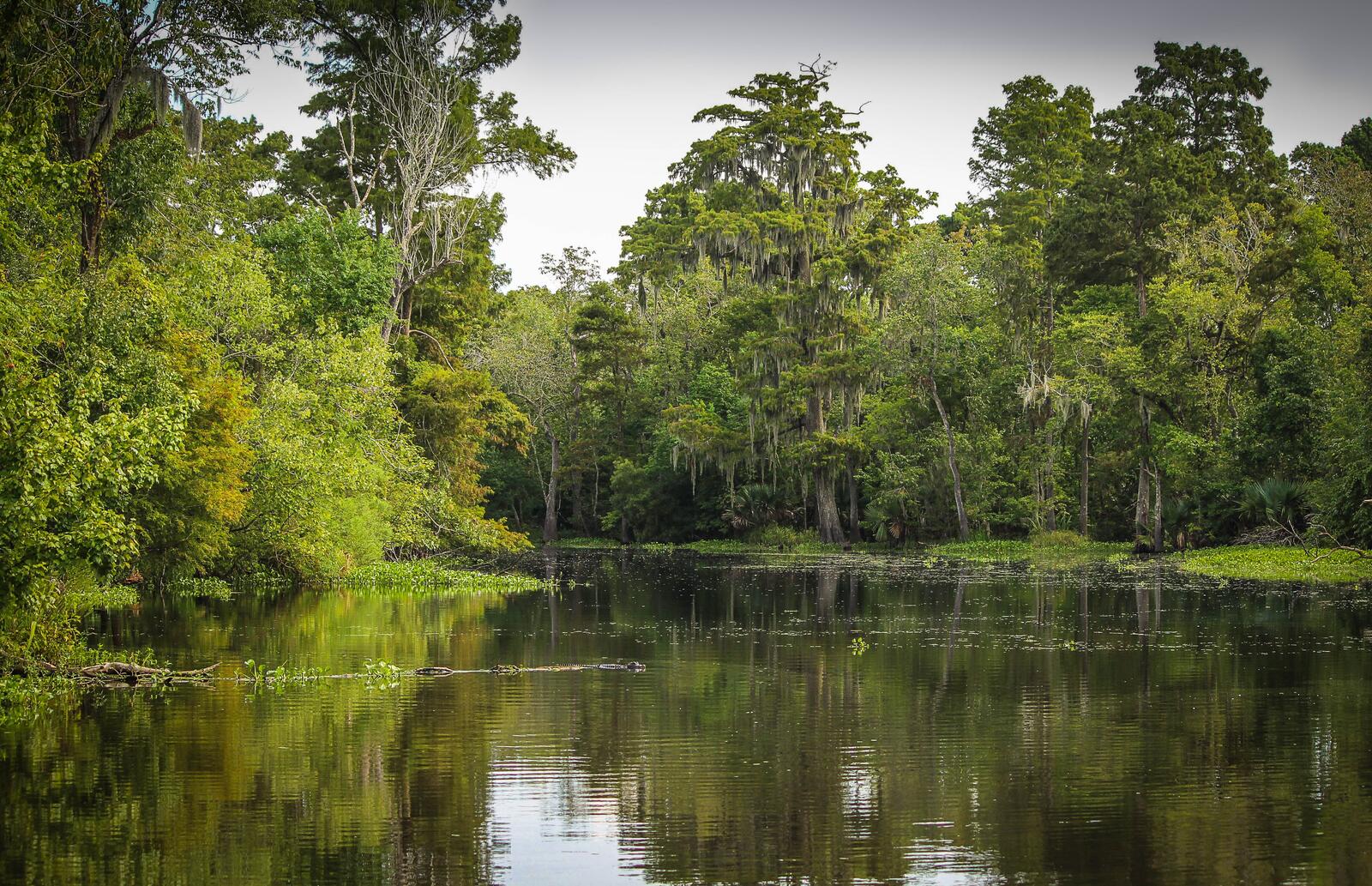 Река с нантом и орлеаном. Луизиана заповедник. Болота Манчак в Луизиане. Штат Луизиана природа. Болота Миссисипи.