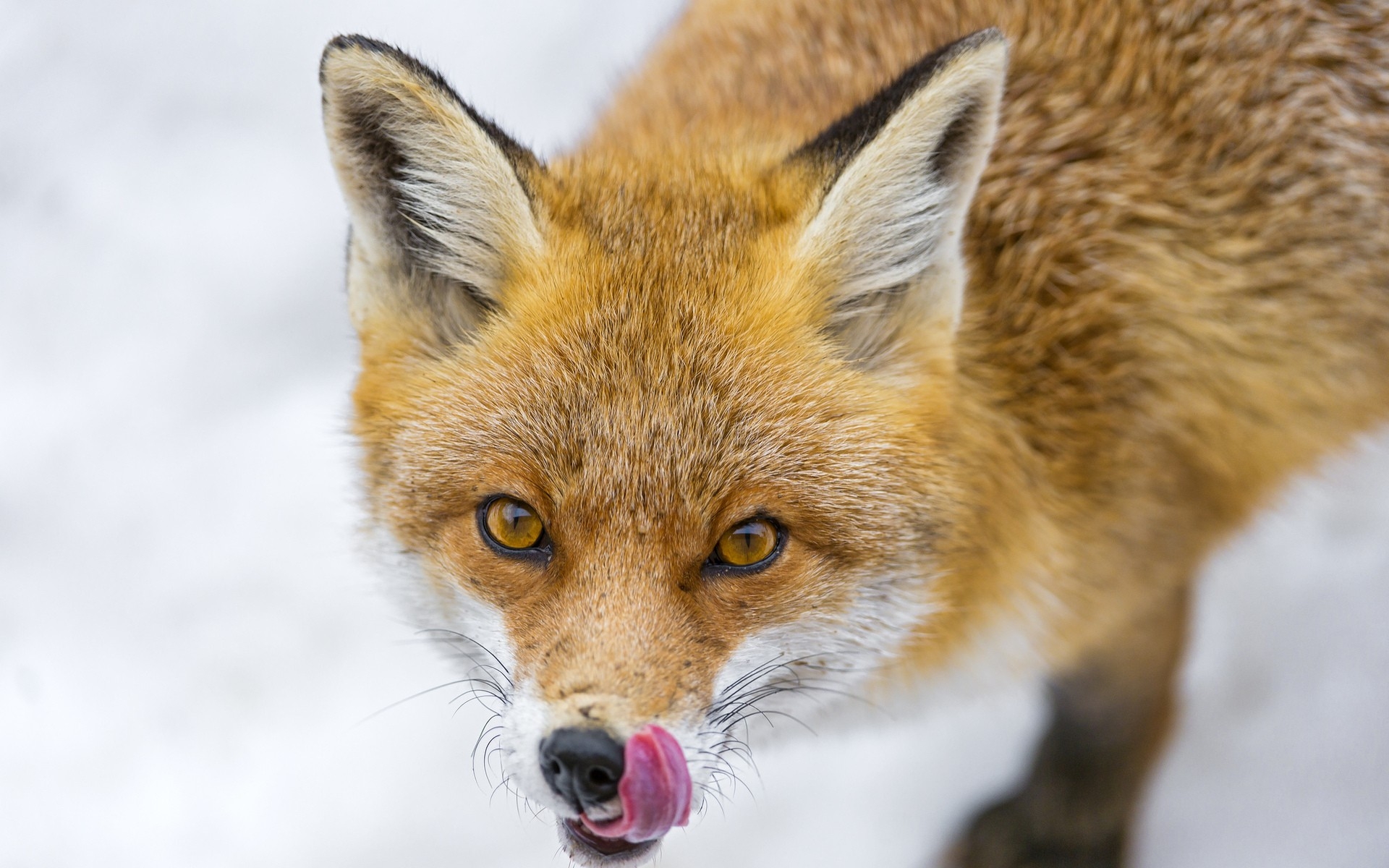 Wallpapers wildlife fox animal on the desktop