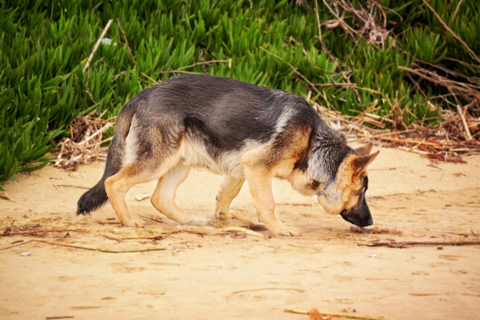 Бесплатное фото Овчарка гуляет по песочному пляжу