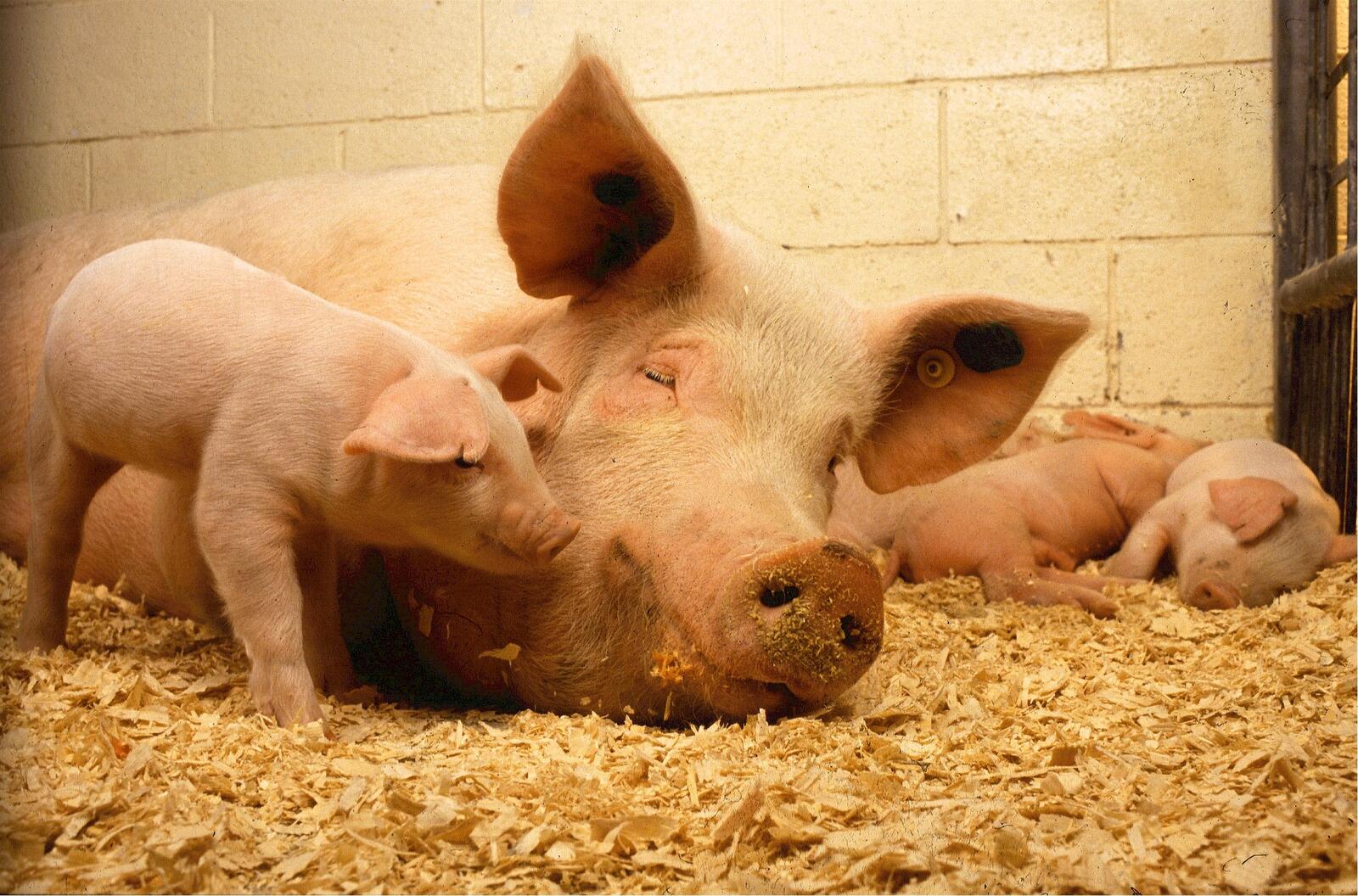 Бесплатное фото Поросята с мамой свиньей