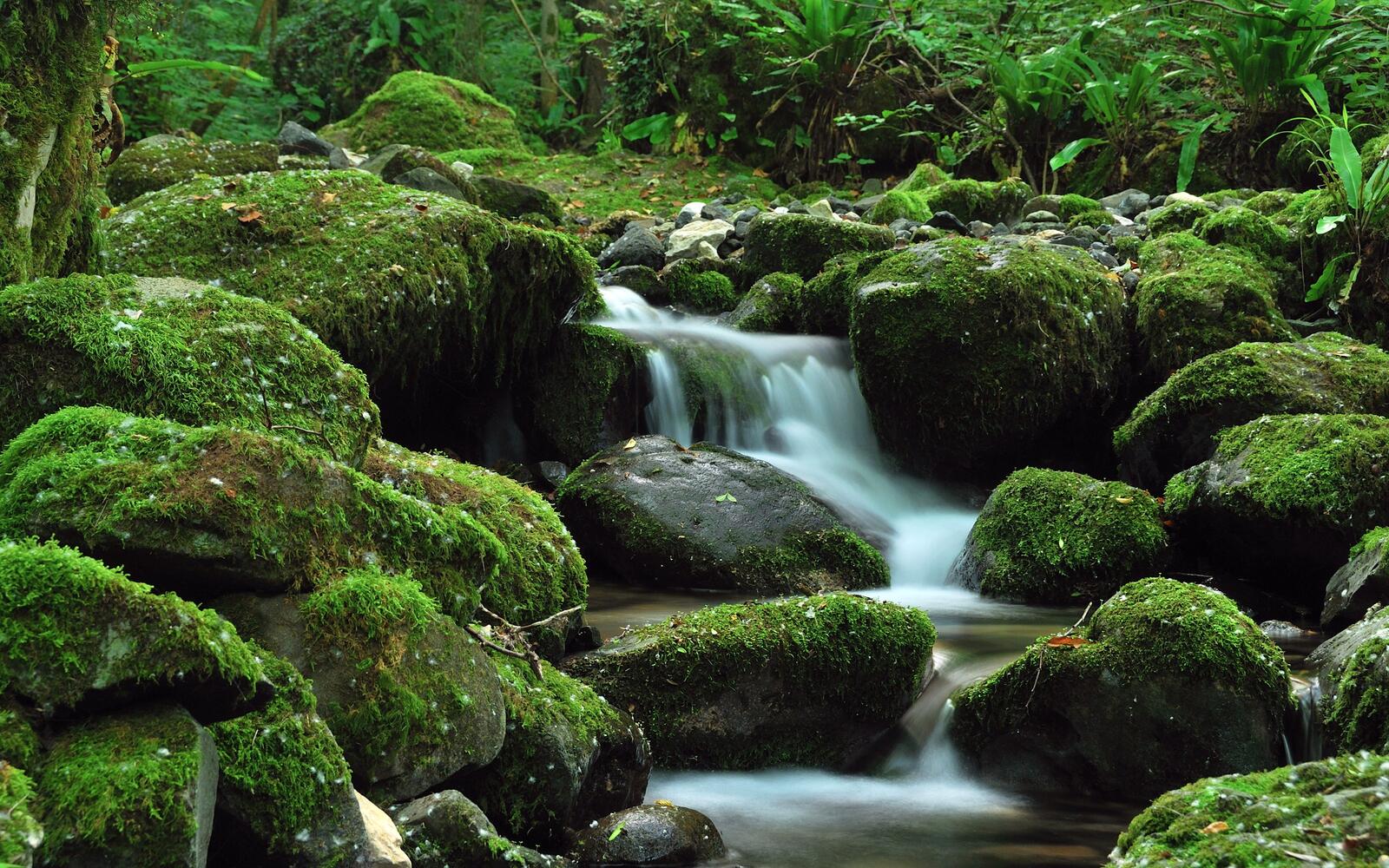 Бесплатное фото Река в камнях покрытых мхом
