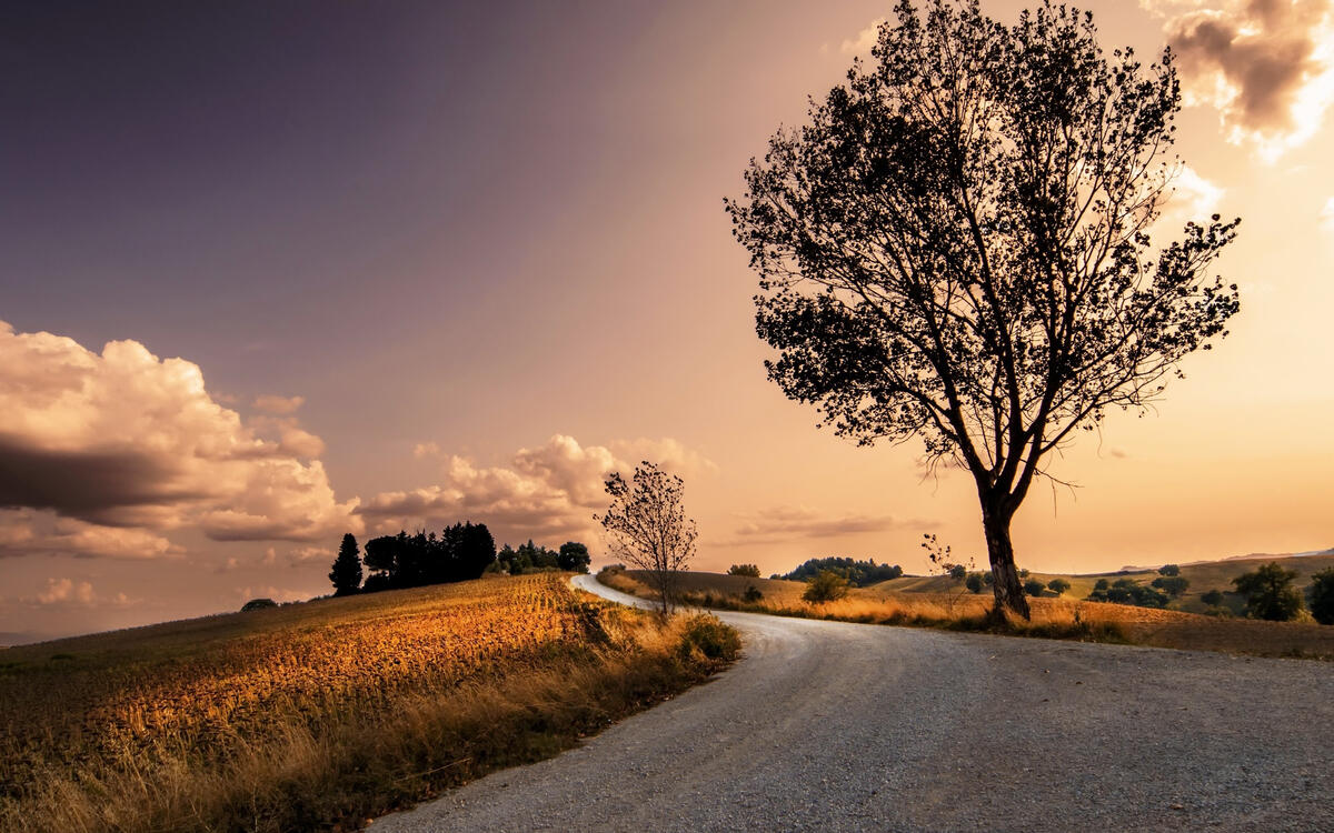 A lonely autumn tree by the road