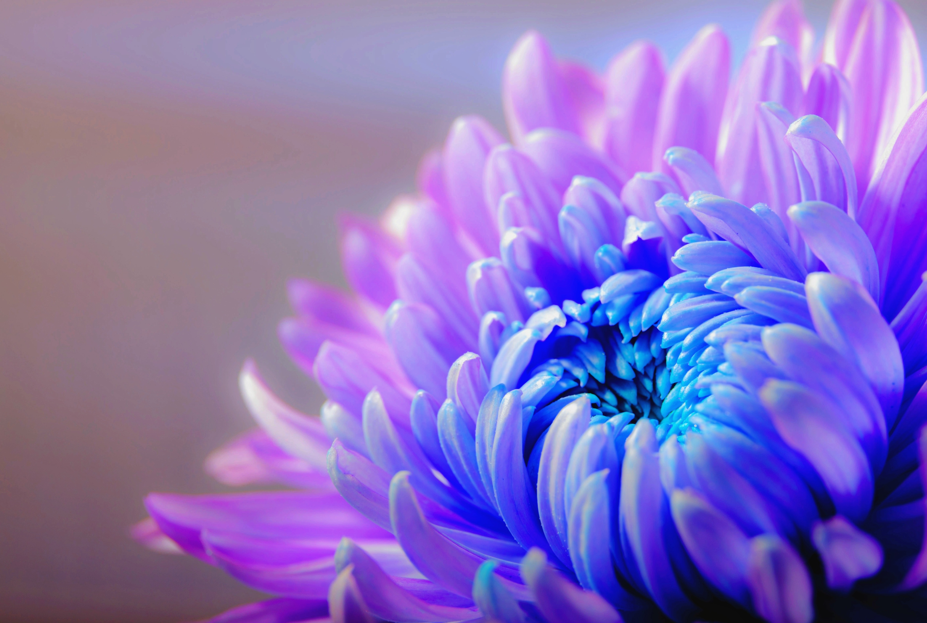 Бесплатное фото Цветные лепестки у цветка