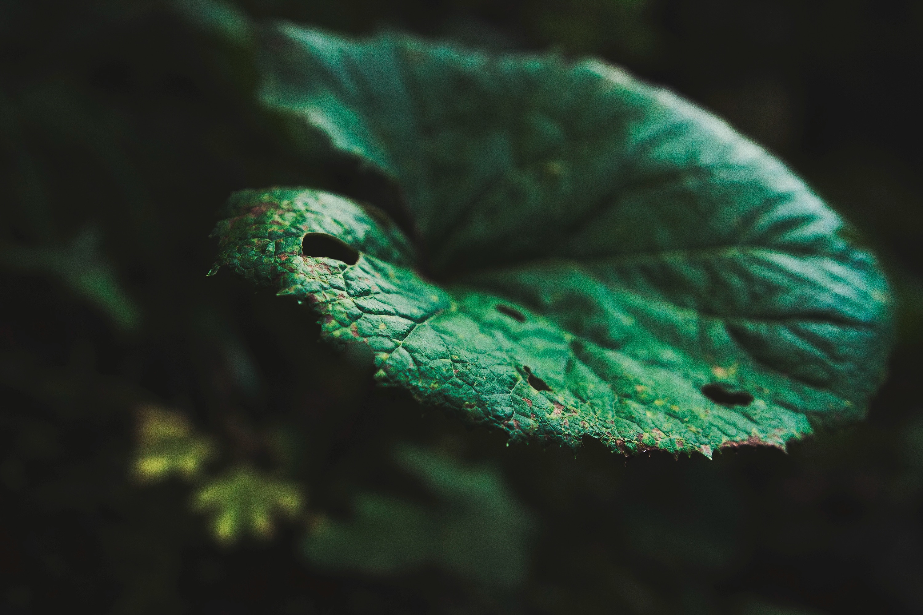 Зелёный лист погрызанный гусеницами