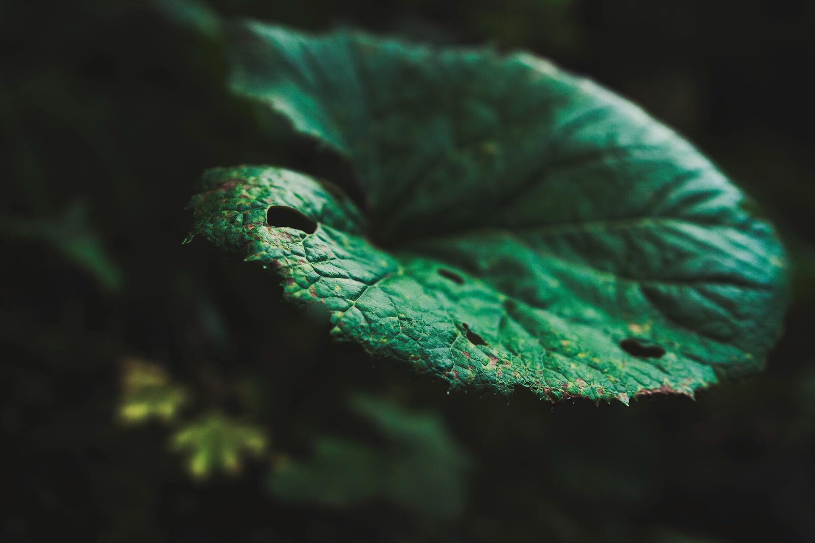 Бесплатное фото Зелёный лист погрызанный гусеницами