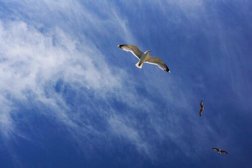 Seagulls against the sky