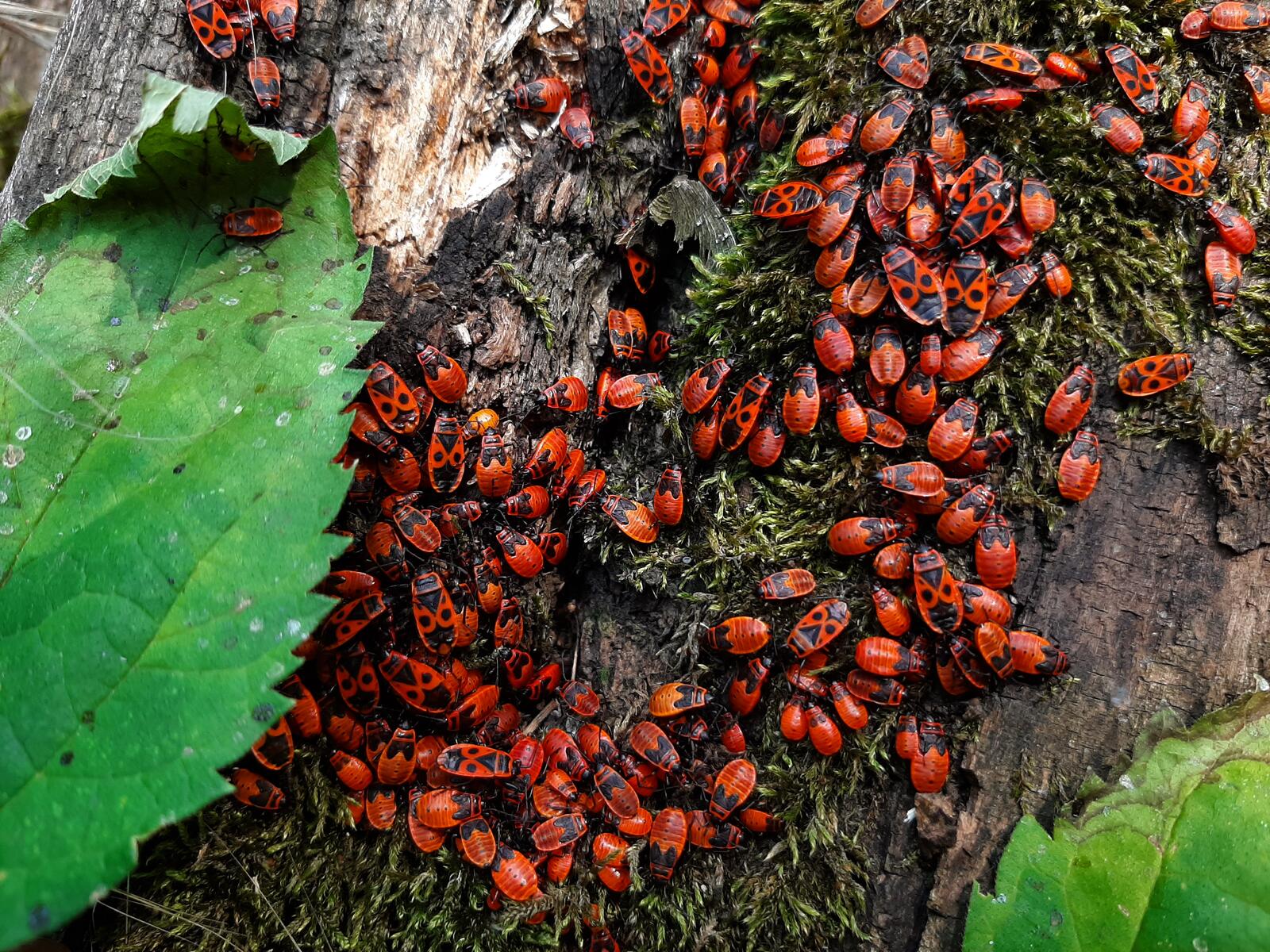 Бесплатное фото Логово красных жуков