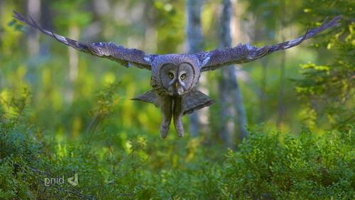 An owl flies low over the green branches
