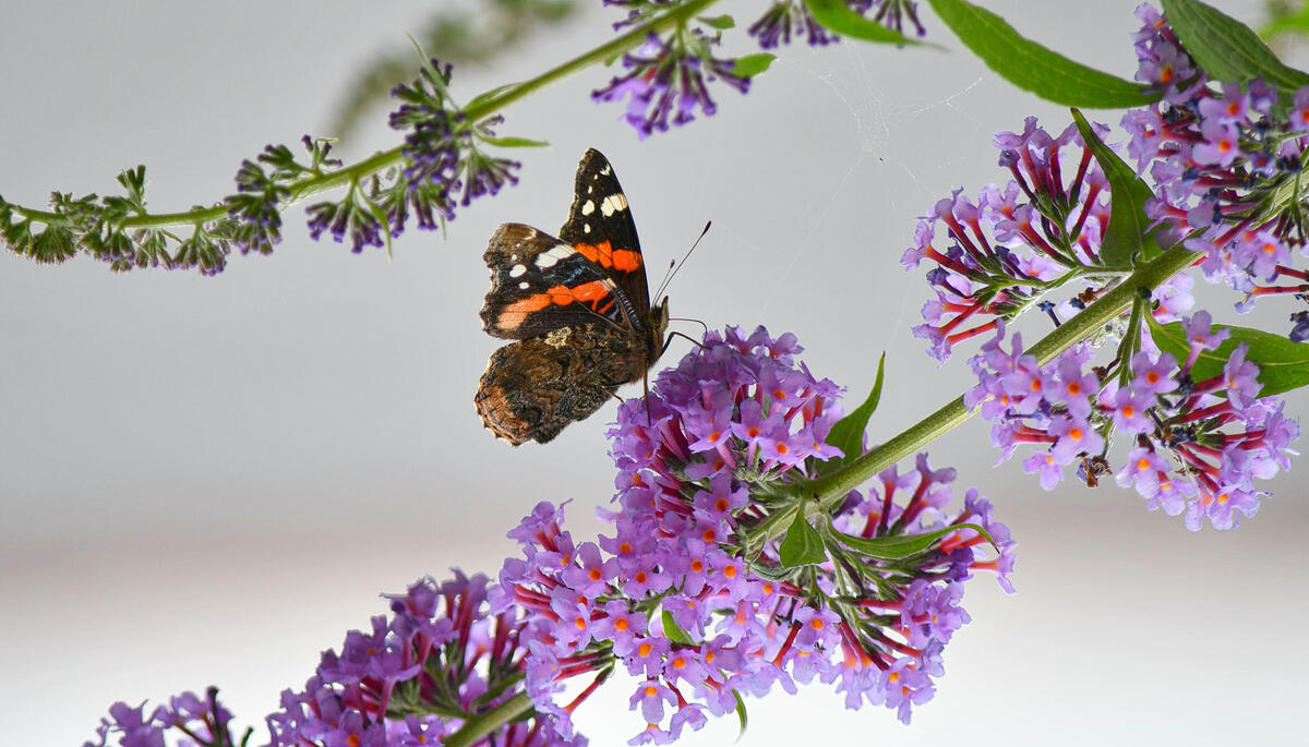 Бабочка сидит на пурпурных цветах