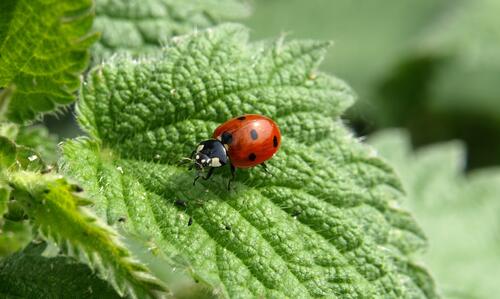A ladybug on a nettle